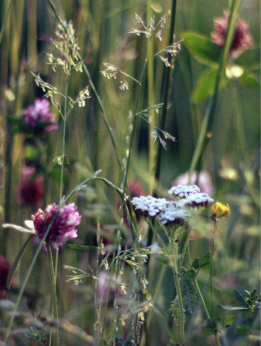 Soy Wax Candle, Wild Flower